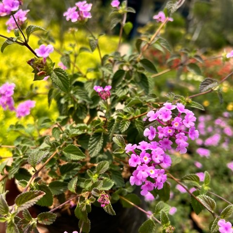 Tanaman Hias Lantana - Lantana ungu - Lantana kuning - Lantana putih - Tembelekan