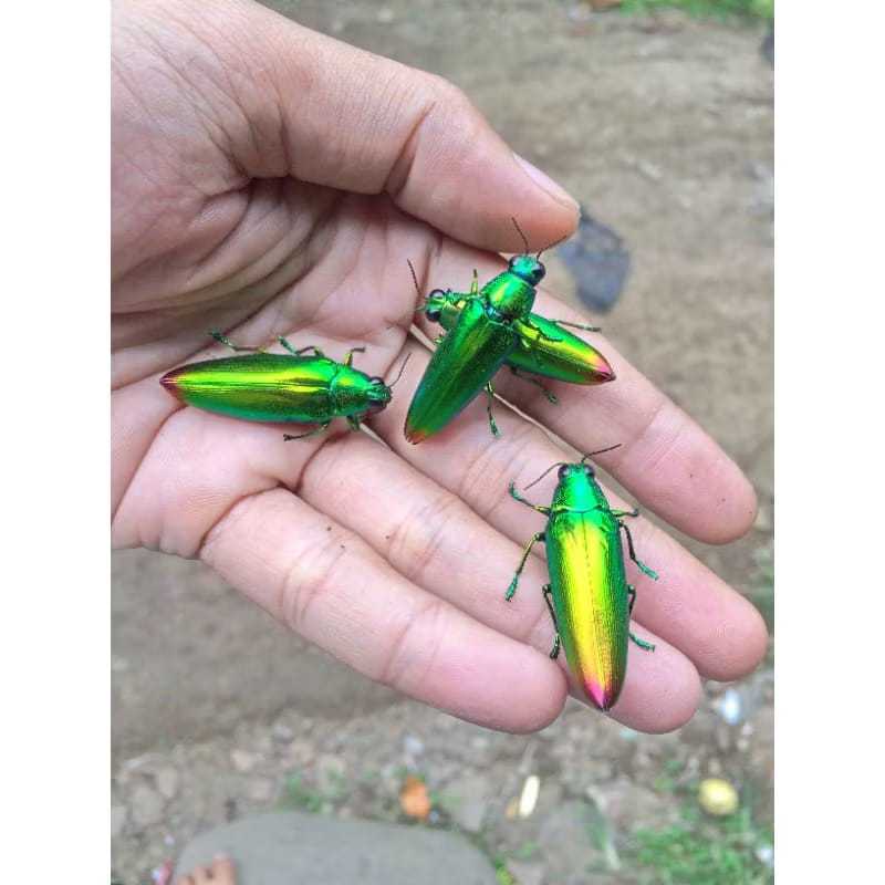 Samber Lilin hidup/Samber iler/Kumbang Hijau/Kumbang Metalic/Samber Milen/Samber Miler