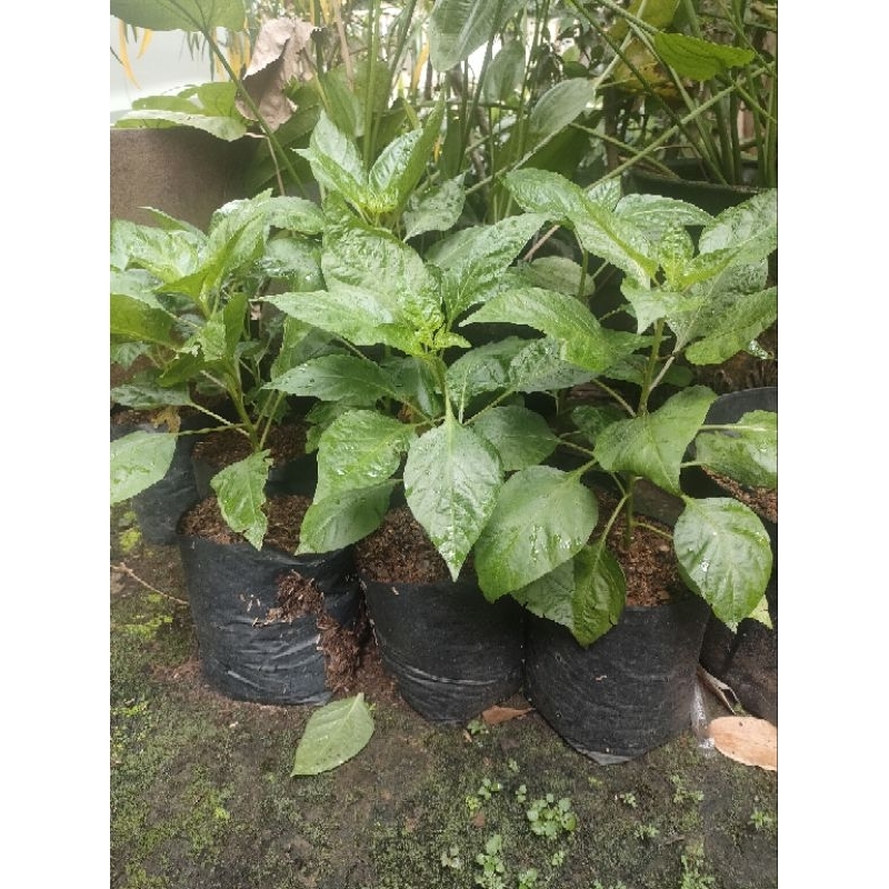

Tanaman Cabai Pedas / Pohon Cabai Rawit / Cabai Gendut