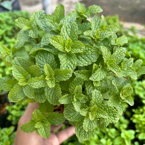 Tanaman Daun Mint / Bibit Tanaman Daun Mint / Bibit Mint / Pohon Mint