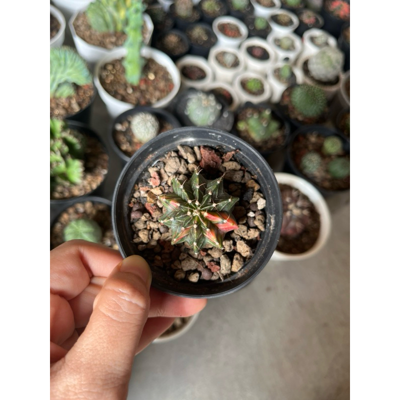 kaktus miha varigata