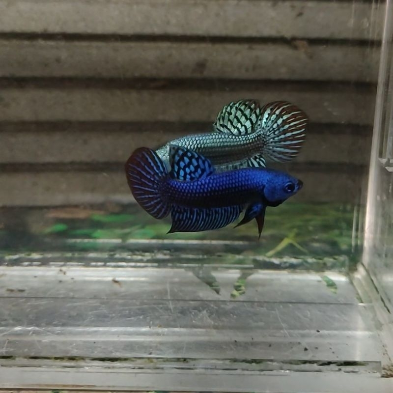 Hiasan Akuarium Cupang Wildbetta Alien Blue Satu Pair