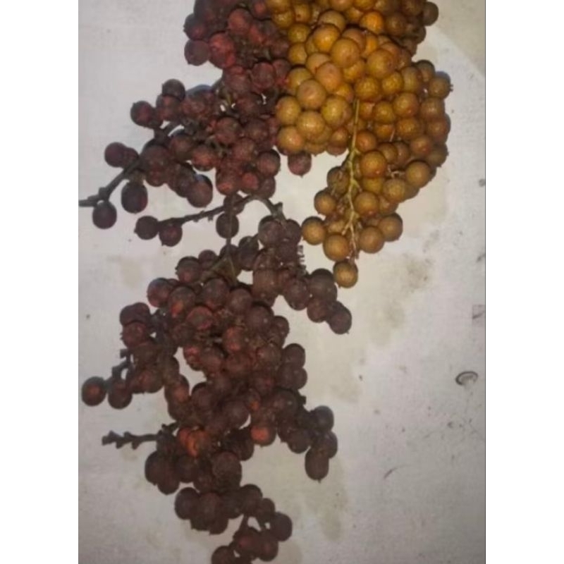 

buah rotan segar 500grm