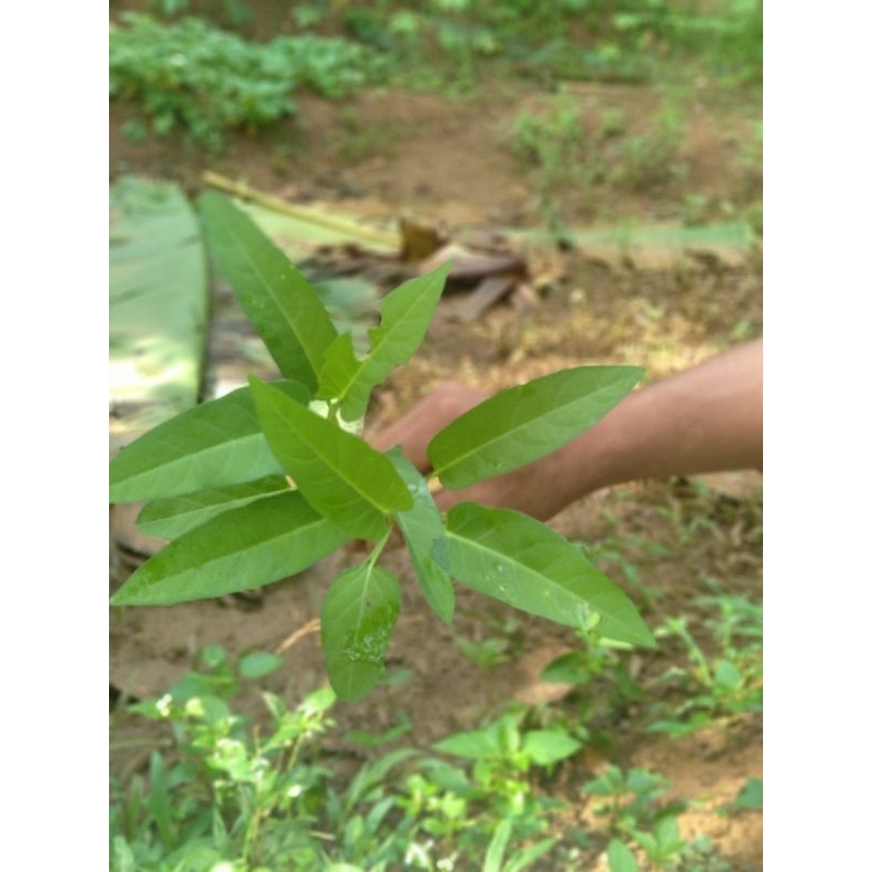 

sayur kangkung 1 ikat