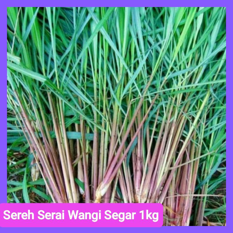

Sere Wangi - Serai Wangi Segar 1kg