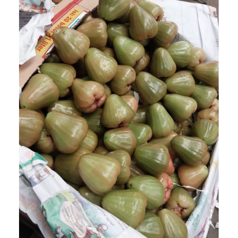 

Cingcalo Kayen Pati / Jambu Cingcalo / Jambu Hijau Manis 500gr