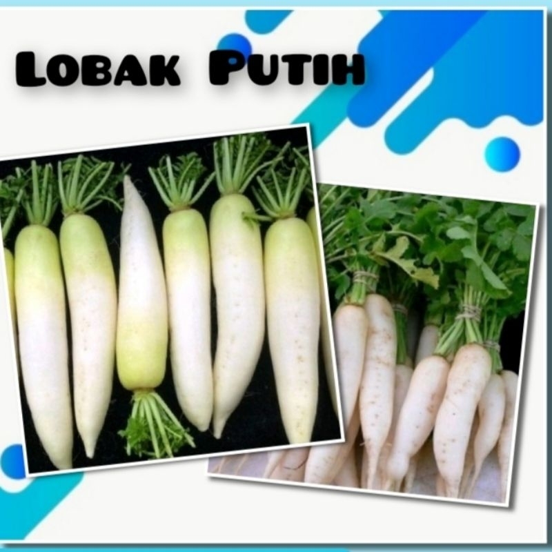 Bibit Sayuran Lobak Putih Benih Lobak F1 Hybrida Nongwoo Bio