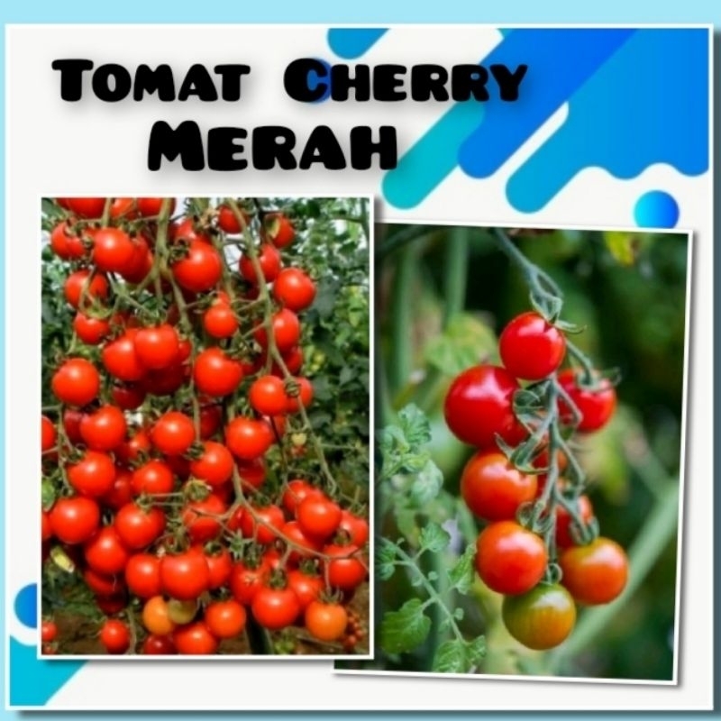 Benih Tomat Cherry Merah Mini Chung Bibit Tanaman Hias Tomat Cherry