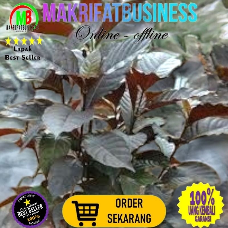 

MAKRIFATBUSINESS Paket 10 Lembar DAUN UNGU Graptophyllum pictum Daun Ambeyen Herbal Alami Penyembuh Amneyen Rematik