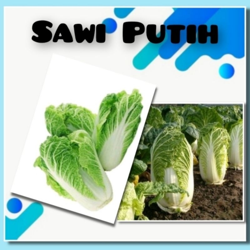 Bibit Sayuran Sawi Putih Benih Sayuran Sawi Putih Slobor Bibit Sawi Hidroponik