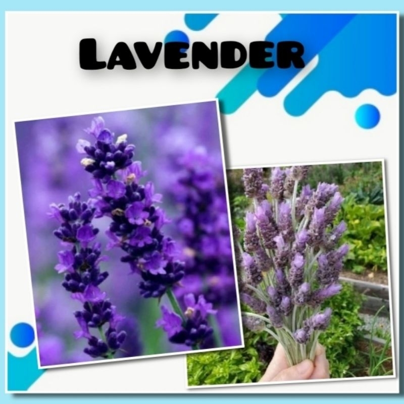 5 Benih Bunga Lavender Bibit Tanaman Hias Unggul Berkualitas