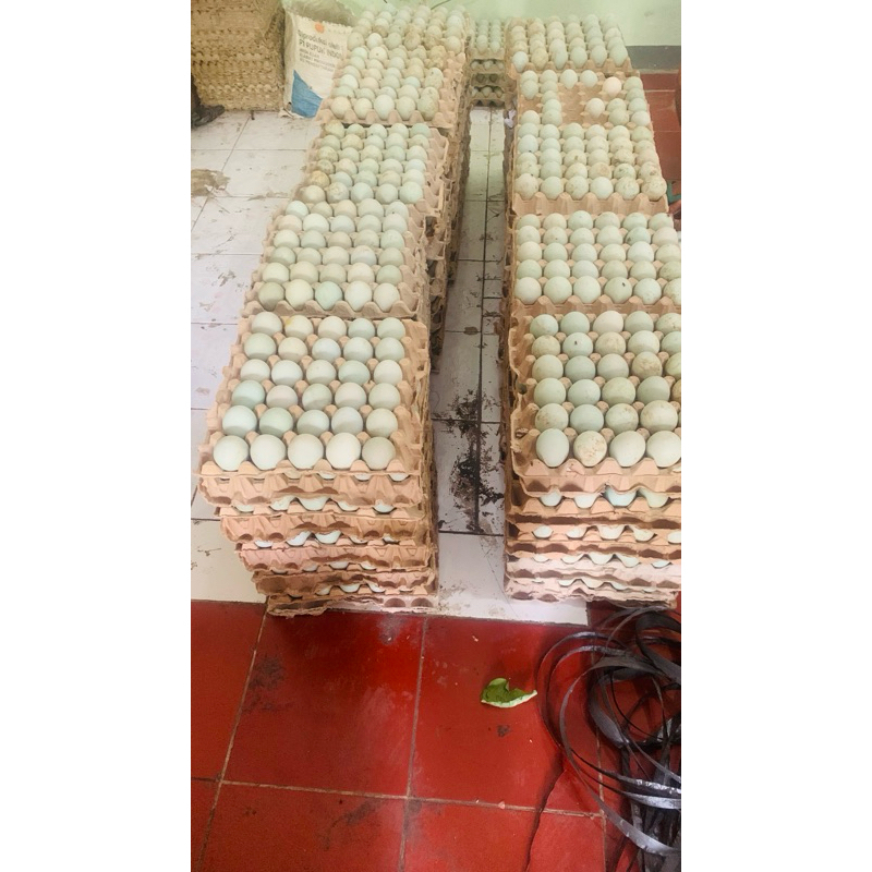 

telor asin
