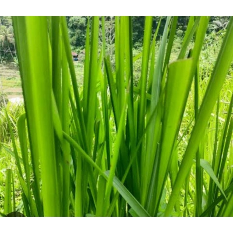 

DAUN ALANG-ALANG/IALALANG SEGAR 250 GRAM