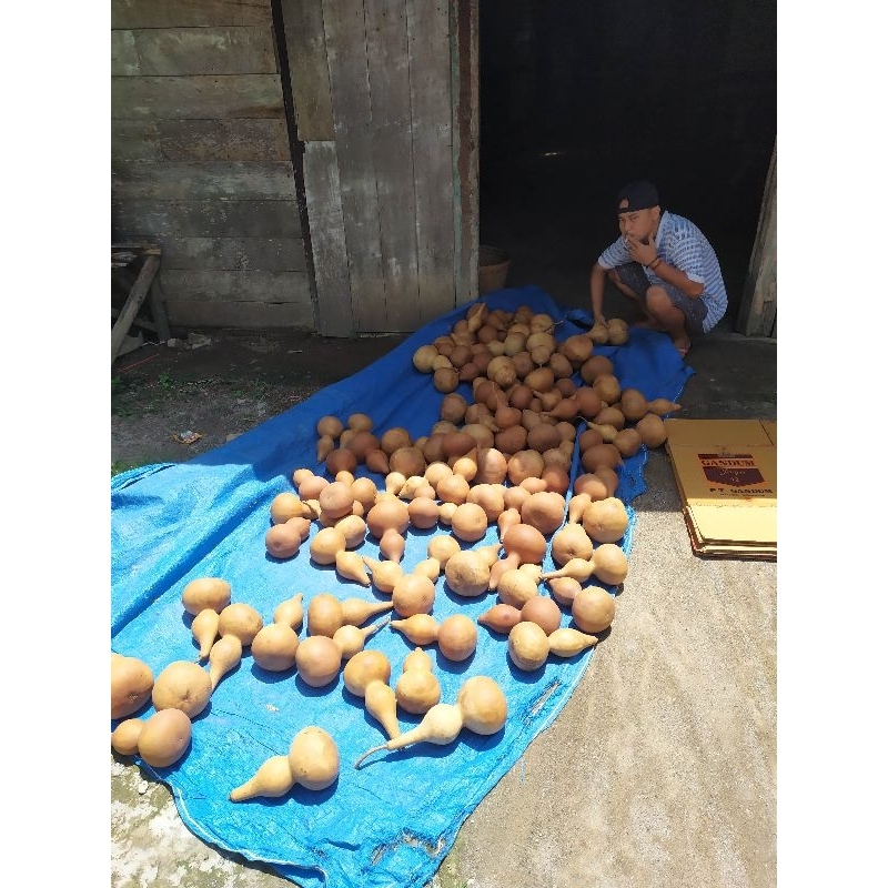 

biji labu botol 1000biji