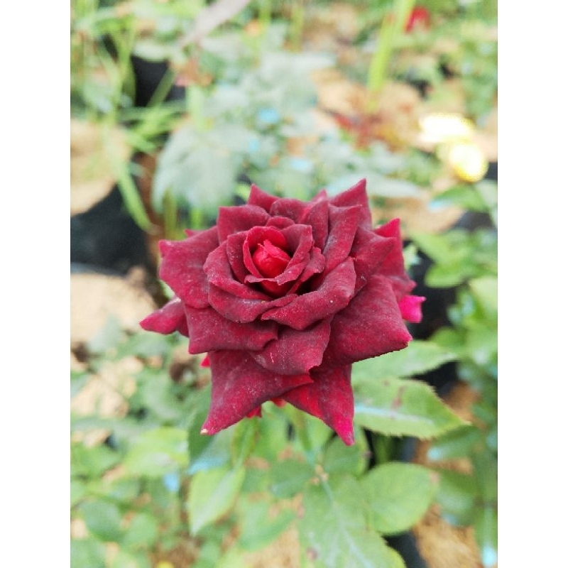 indukan bunga mawar Holland black rose tanaman hidup
