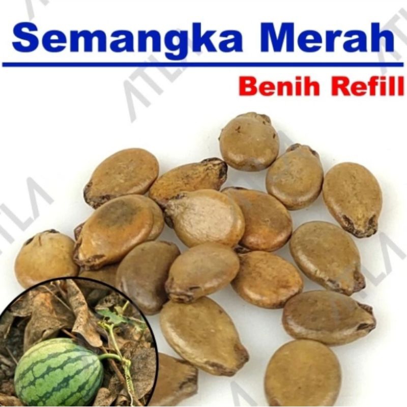 

biji buah semangka