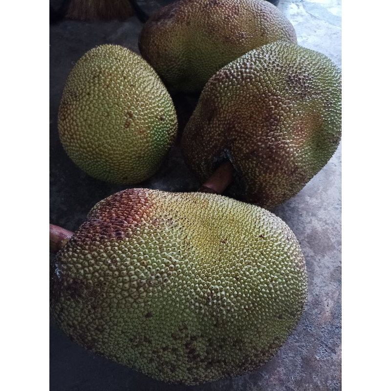 Buah Nangka Manis Utuh Segar Pilihan daging tebal hasil tani kebun