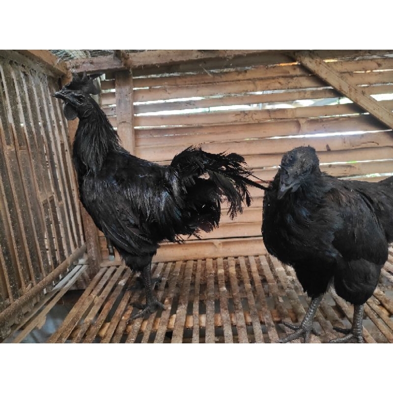 Telur ayam cemani tetas.