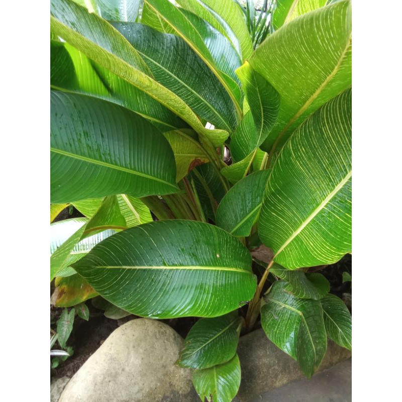 Tanaman hias pisang golden, pisang-pisangan kuning