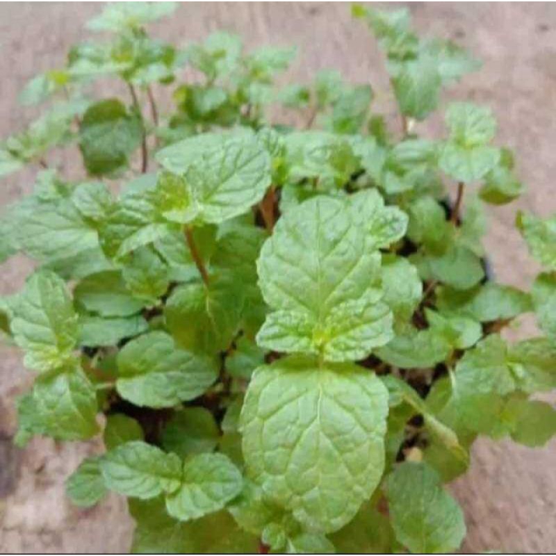 Bibit daun mint bibit daun pipermint perbibit