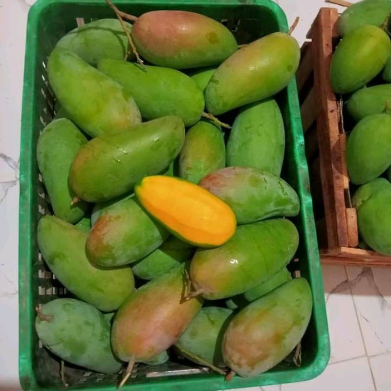 

MANGGA KIOJAY ASLI INDRAMAYU 1KG