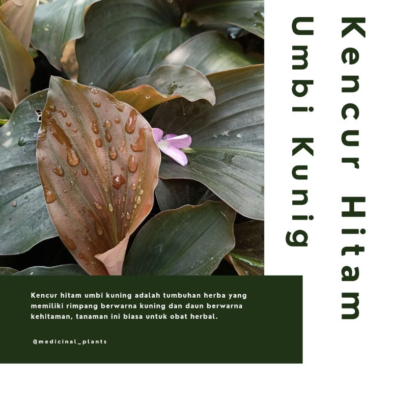 BIBIT TANAMAN KENCUR HITAM UMBI KUNING (ASLI)