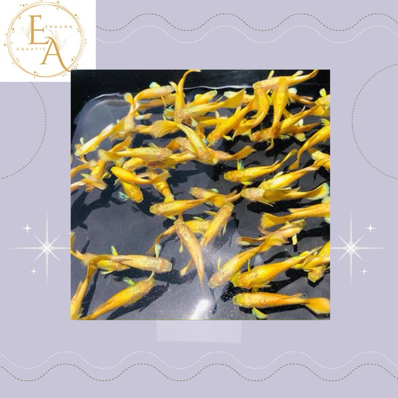 replika hiasan aquarium sepasang guppy super gold