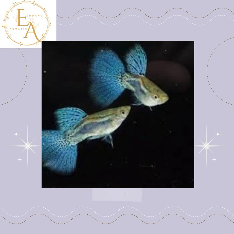 replika sepasang guppy blu grass siap kawin