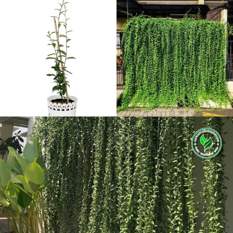 [BISA COD] Tanaman Hias Rambat Leekwan Yew - Bibit Pohon Leekwanyew - Tanaman Rambat Dinding