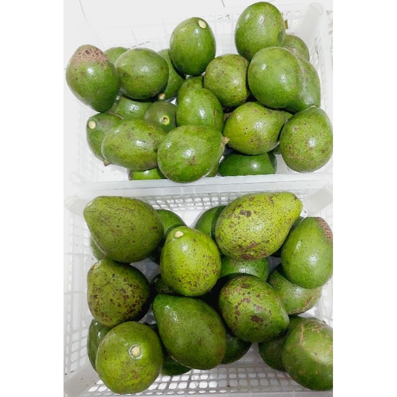 

Stok baru - Alpukat Mentega Jumbo 1kg (isi 2 - 4)