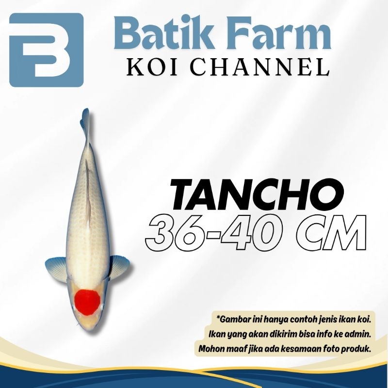 Ikan Koi Tancho 36-40 cm - Grade A-HQ - Tancho - Tancho Doitsu - Tancho Ginrin - Koi Blitar - Koi Ju