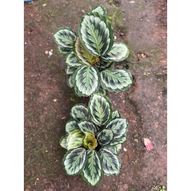 calathea medalion v2