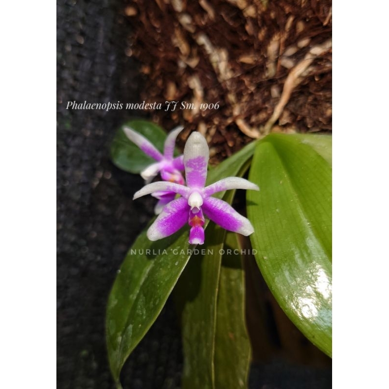 Phalaenopsis modesta