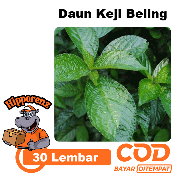 

Daun Keji Beling 30 Lembar Obat Herbal