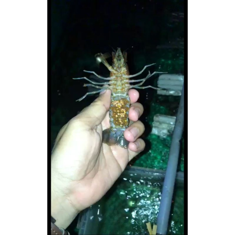 

lobster gendong telur