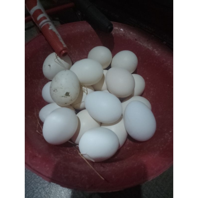 

telur tetas kub 2 jenaka