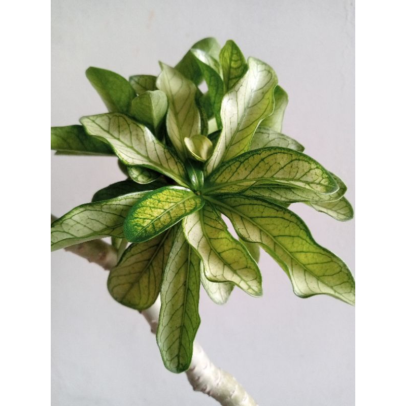 Tanaman Adenium daun varigata tengkorak