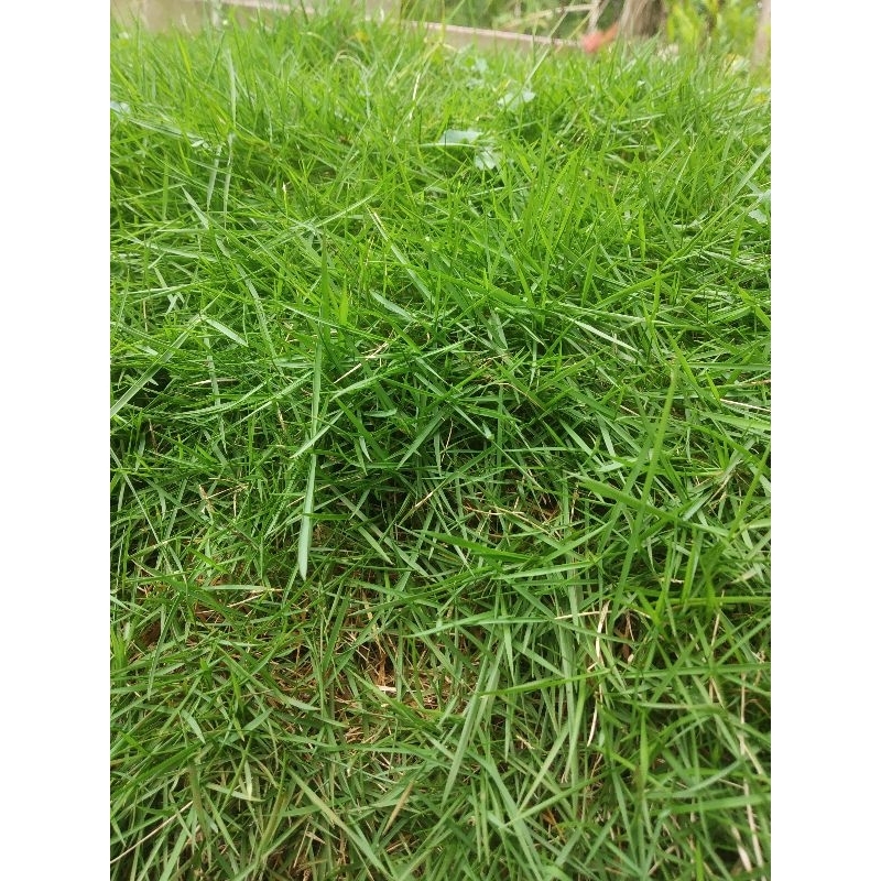 Rumput Jepang | Rumput jepang tanaman hias siap tanam