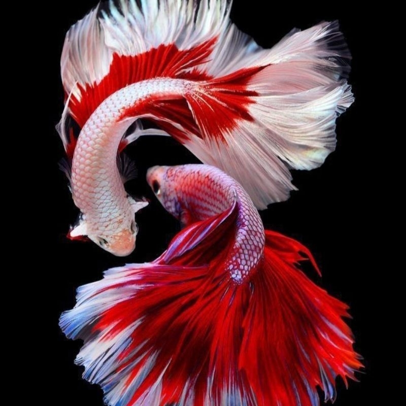 2 Aksesoris Akuarium | kolam ikan cupang Merah Putih