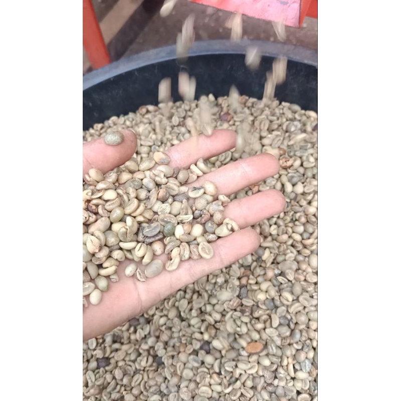 

kopi robusta kerinci jambi Grade A