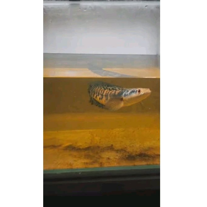 chana maru ys batik sortiran 10-12cm