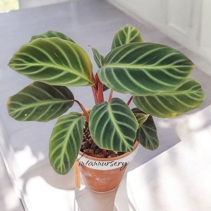 Tanaman Hias Calathea Ecuadoriana - Calathea Pisang Ster - Calathea Red Zebrina - Tanaman Indoor Eks