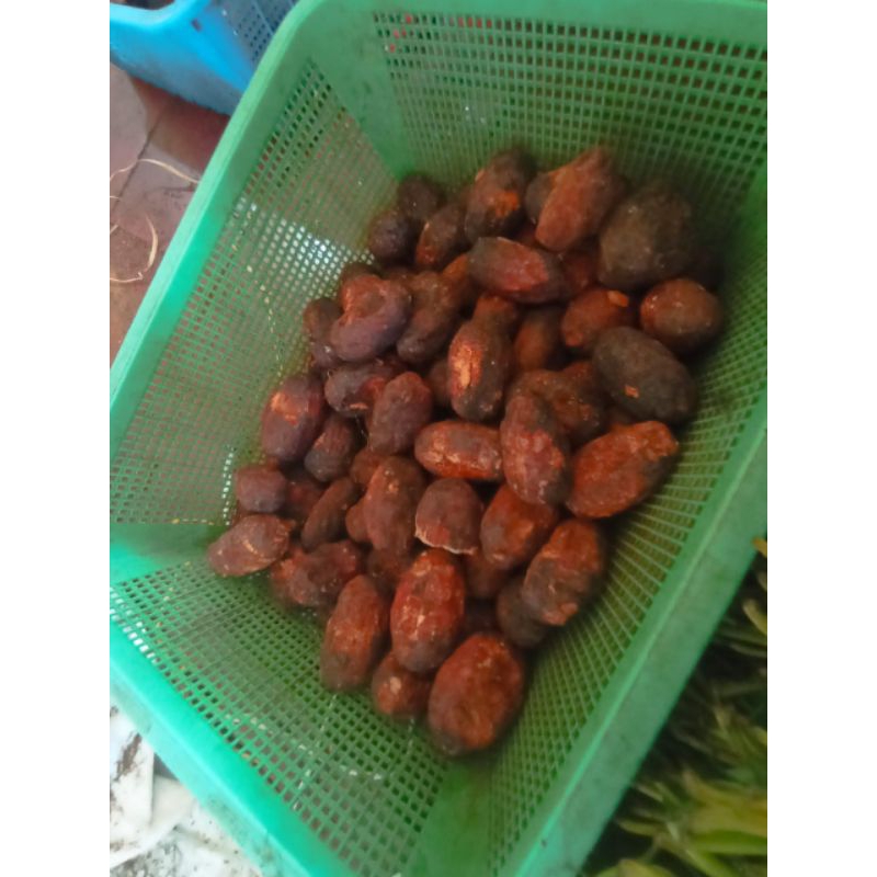 

gambir untuk makan sirih lonjong berat 25-30gr#gambir medan#sirih