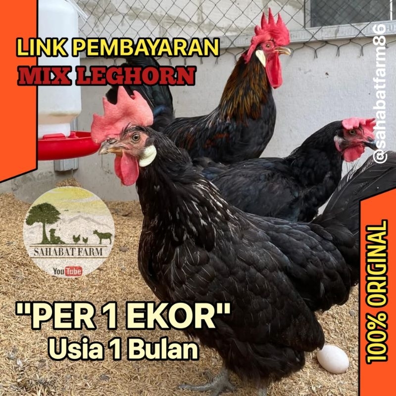 

LINK PAYMENT MIX LEGHORN 1