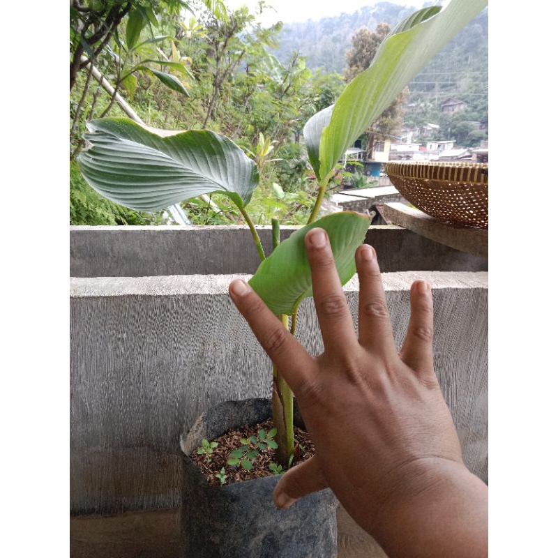 calathea lutea tinggi 30-40cm tanaman hias calathea lutea tanaman hias outdoor dan indoor tanaman hi