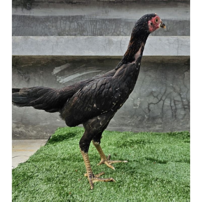 

Ayam Kampung Hidup. Bobot Hidup 0,8 Kg