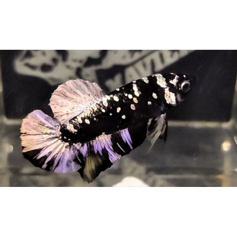 

CUPANG AVATAR COPPER