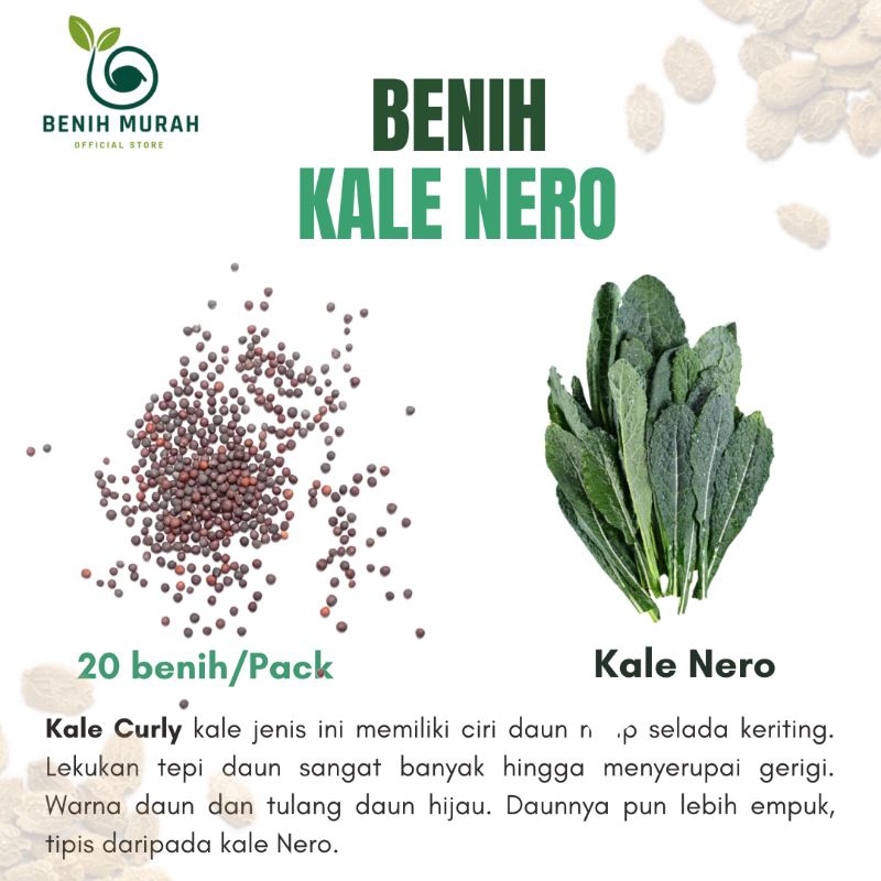 Benih Sayur Kale Nero / Bibit Kale Nero kale Dinosaurus, Kale Lacinato, Kale Tuscan, Kubis Hitam, at