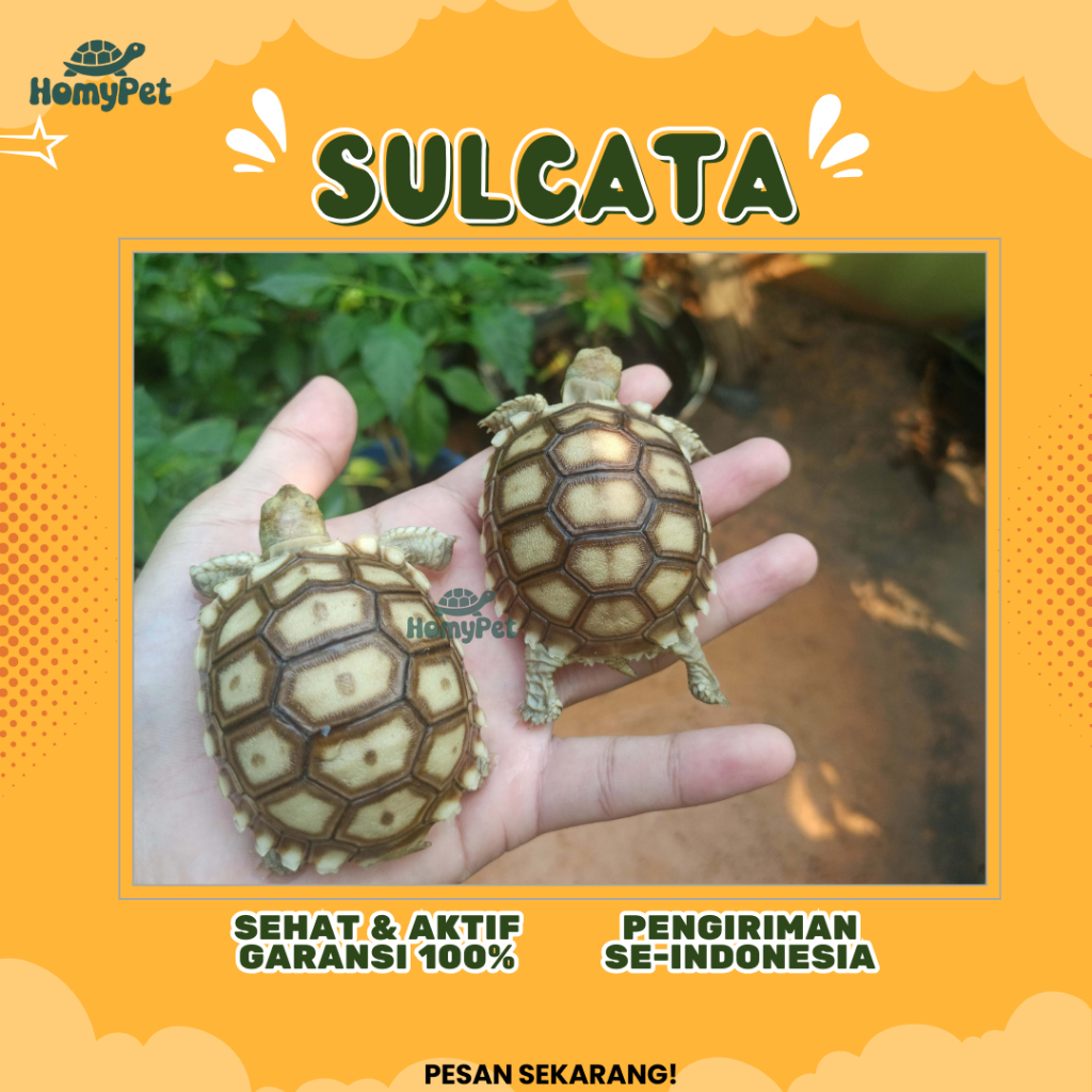 NEW Pelet Sulcata Baby / Kurakura Sulcata / Sulcata Tortoise RBU
