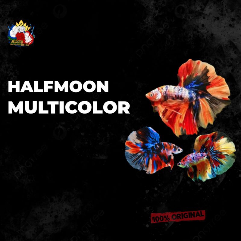 Hiasan Cupang HM Multicolor / Halfmoon multi hiasan aquarium